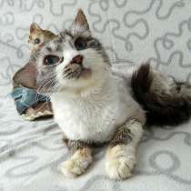 Нежный, очень ласковый котик Пух ищет дом и доброе сердце, в Москве
