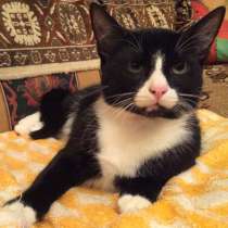 Отдам в добрые руки котенка-котика, в Санкт-Петербурге