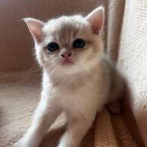 Котята золотая шиншилла, в Москве