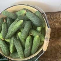 Огурцы мелкие, дачные, в Сыктывкаре
