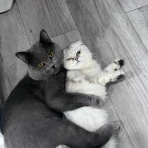 Котята Скоттиш Страйт, в Артеме