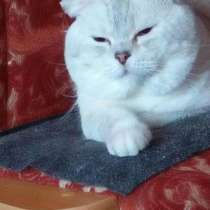 Вязка с вислоухим шиншилловым котом, в Костроме