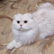 Вязка Шотландского кота, в Москве