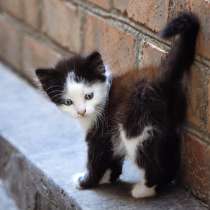 Отдадим очаровательных черно-белых котят, в Таганроге