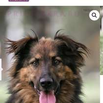 Харди мечтает о доме и любящем хозяине, в Москве