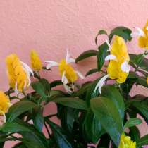 Пахистахис - тропический цветок экзот - от ростков до кустов, в Санкт-Петербурге