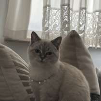 Британская кошка britiş kedi, в г.Стамбул