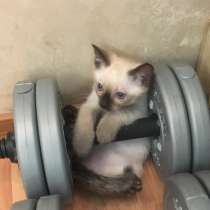 Тайские котята, в Санкт-Петербурге