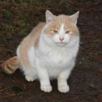 Отдам даром Молодой котик Рома, в Санкт-Петербурге