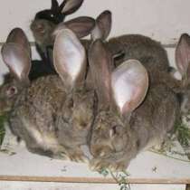 Кролики фландр, ризен, баран., в Красноярске