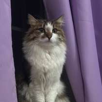 Кошка взрослая, в Елеце