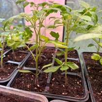 Рассада томата Малиновый фонтан, в Москве