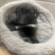 Щенок, в Новороссийске