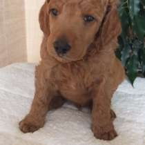 Щенки пуделя большого, в Москве