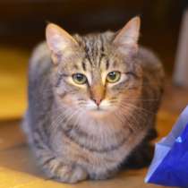 Ищет дом обаятельный полосатик Матросик!, в Москве