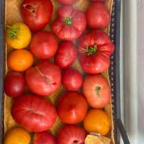 Продам дачные помидоры, перец, виноград, в Тольятти