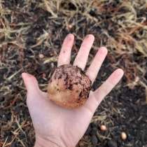 Экологически чистый картофель, в Саратове