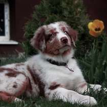 Australian shepherd aussie, в Москве