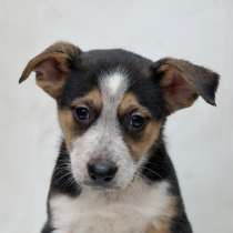 Красивый Бруно ищет дом!, в Москве