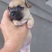 Щенки чихуахуа, в Санкт-Петербурге