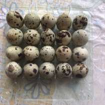 Яйца перепел, в Челябинске