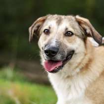 Филимон &mdash; дружелюбный пес в добрые руки!, в Москве