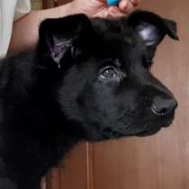 Щенок немецкой очарки черный кобель, в Москве
