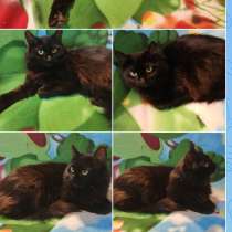 Пушинка, в Санкт-Петербурге