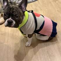 Французский бульдог, в Москве