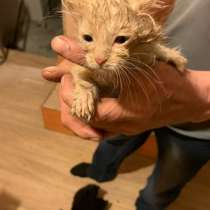 Котята, в Екатеринбурге