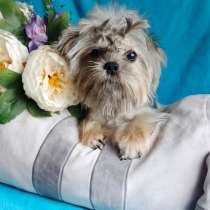 Подрощенная курносая девочка Shorkie, в Москве