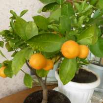 Плодоносящие растения мандарина и лимона, в Ангарске