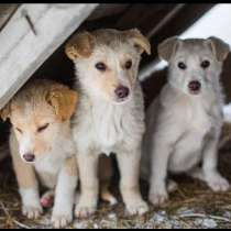 Пять чудесных щенков в добрые руки, в Москве