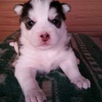 щенков сибирских хаски, в Москве