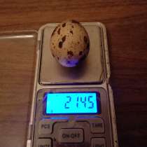 Домашнее перепелиное яйцо, в Чехове