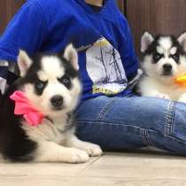 Щеночки Хаски. голубоглазые. Большой выбор !!!, в Санкт-Петербурге