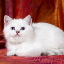 Продам котят британские шиншиллы, в Новосибирске