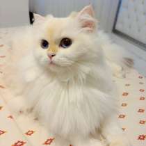 British long hair girl, в г.Аланья