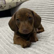 Такса кроличия, в Москве