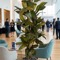 Большие растения в аренду (деревья, цветы), в Москве