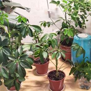 Шеффлера, цветок комнатный в горшке, шефлера, в Москве