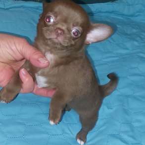 Chihuahua. Chocolate boy, в г.Broderstorf