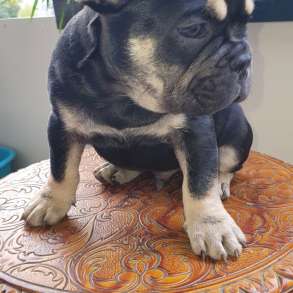 Französische Bulldoggen welpen zum Verkauf welpen sind gesun, в г.Берлин