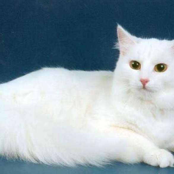 Кот породы турецкий ван. Кошка турчанка 6 букв. Turkish angora cat. Турецкая ангорская кошка. Турецкий ван.