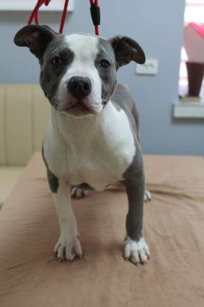 Шикарные щенки Ам-Стаффа в фото 8