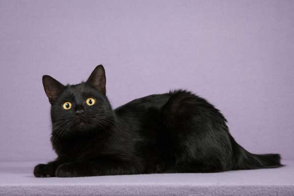 Идеальный черный красавец — кот Вин Дизель в дар в Москве фото 6