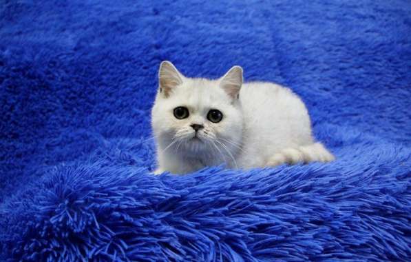 Котята британской короткошерстной породы драгоценных окрасов в Новосибирске фото 11
