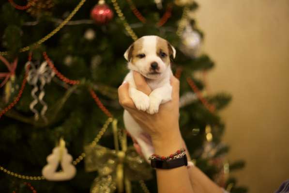 Щенки Джек Рассел терьер от титулованных родителей в Смоленске фото 17
