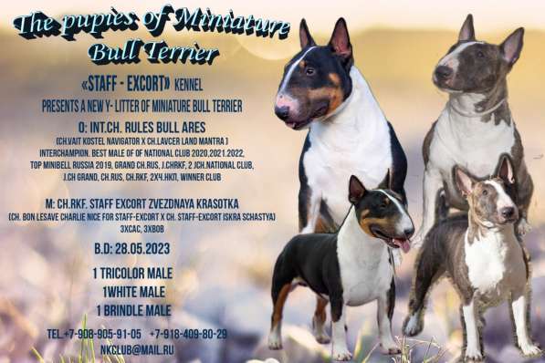 Minibullterrier pups в Екатеринбурге фото 6