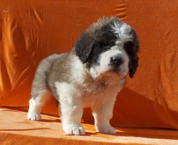 Sale. Puppies of long-haired senbernary. Arrange delivery в Владивостоке фото 11